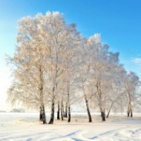 Зимний лес (нетрадиционные техники рисования)