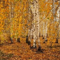 Осенняя береза