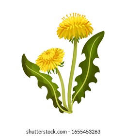 Одуванчик